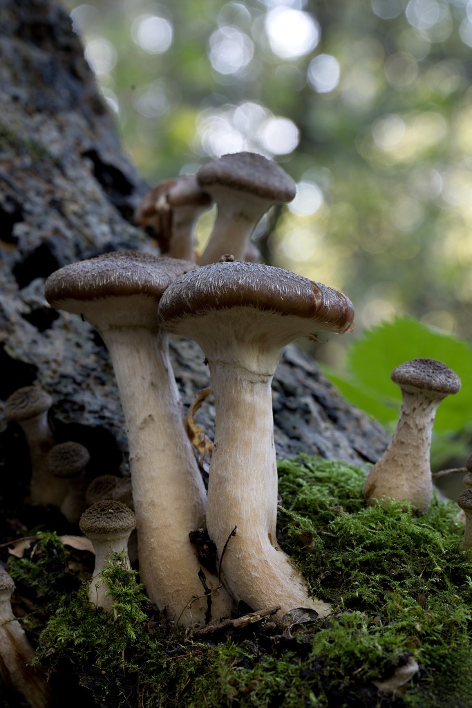 paddenstoel paddenstoelen paddestoel paddestoelen schimmel zwam schimmels zwammen hdr paddo paddos champignon champignons herfst najaar